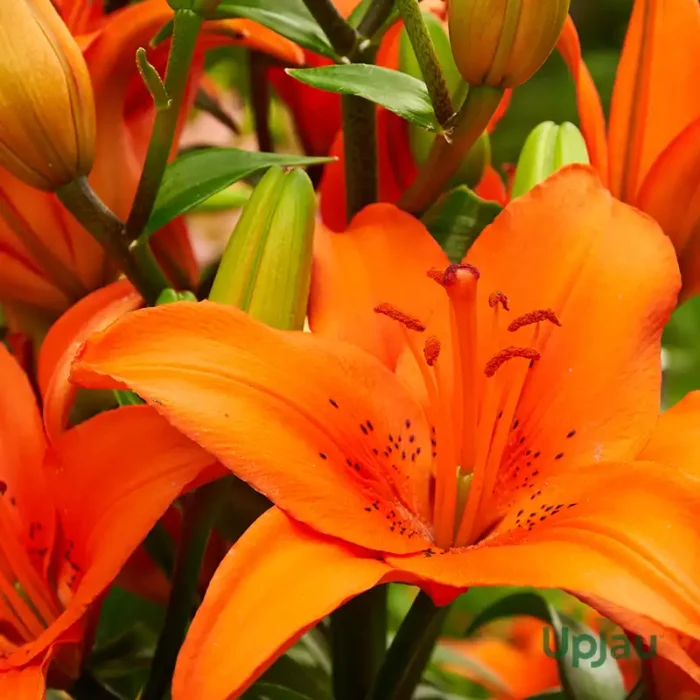 Orange Asiatic Lily or Lilium bulbs