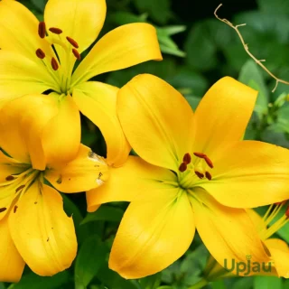 Yellow Lilium or yellow asiatic lily bulbs