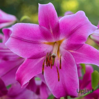 Pink Asiatic Lilies or Pink Lilium Bulbs