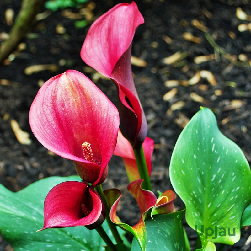 Calla Lily Bulb Imported (Red) - Image 2