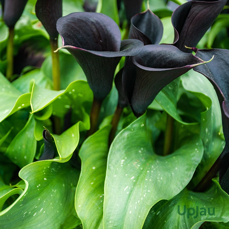 Black Calla Lily Bulb Imported - Image 2