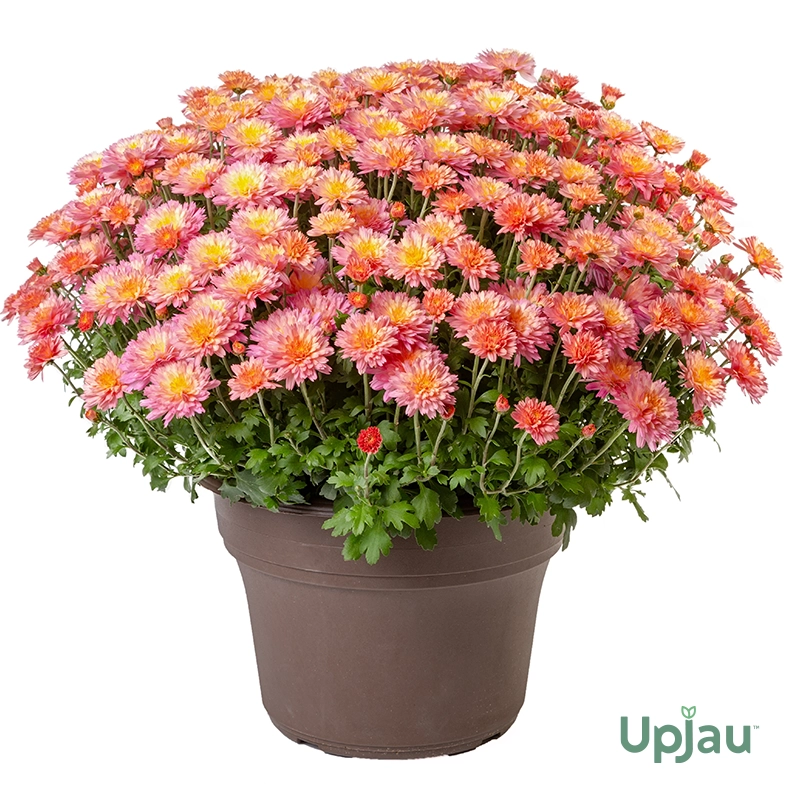 Guldavari/Chrysanthemum / Guldaudi Multiflora Plant Combo Sapling (8 pcs) - Image 4
