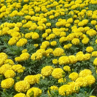 Marigold Yellow Seeds