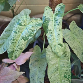 Philodendron Paraiso Verde Plant sapling