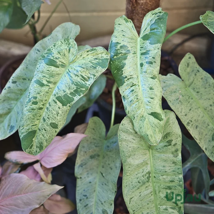 Philodendron Paraiso Verde Plant sapling