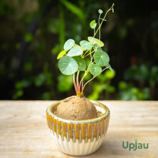 Stephania Erecta plant