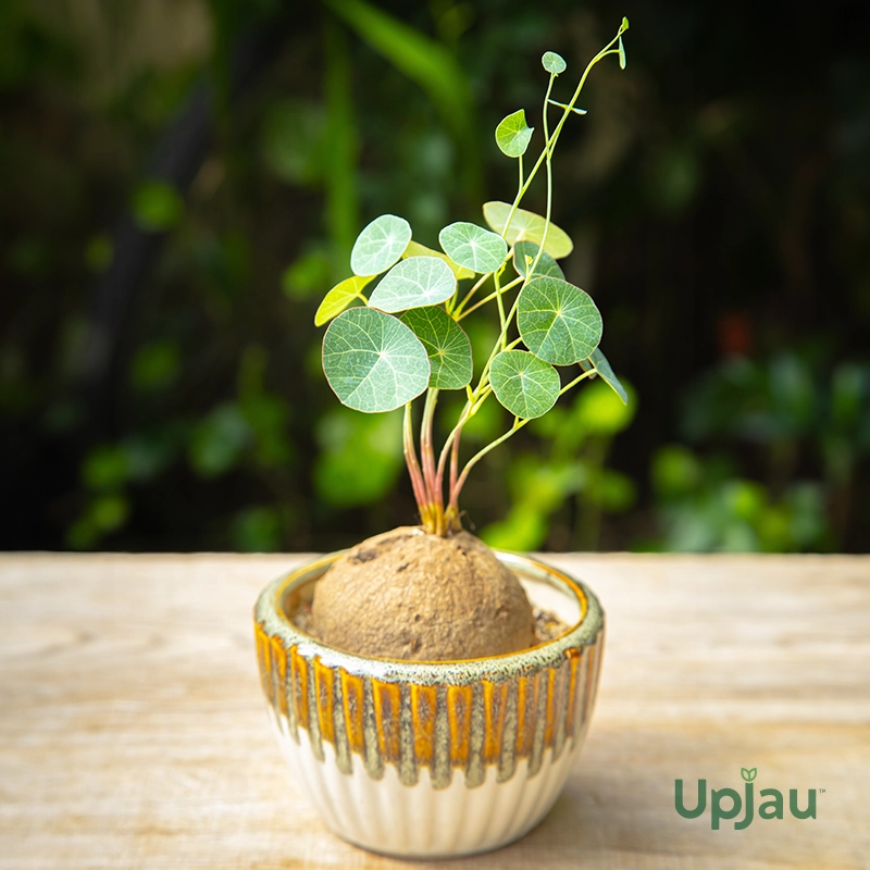 Stephania Erecta plant