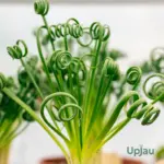 Buy Albuca Spiralis Plant online in India Frizzle Sizzle