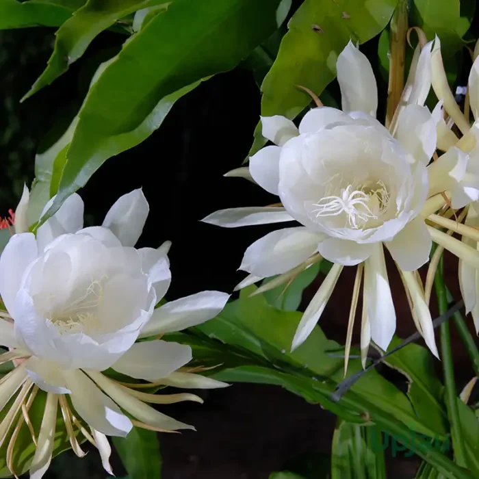 buy brahma kamal plant online in India