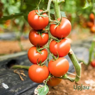 F1 Hybrid Cherry Tomato Seeds