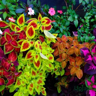Coleus Combo Sapling 6 pcs – vibrant indoor and balcony plants with colorful foliage, buy online in India
