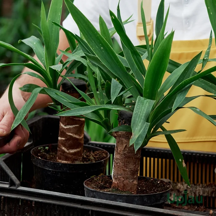 buy dracaena fragrans brazilian wood plant