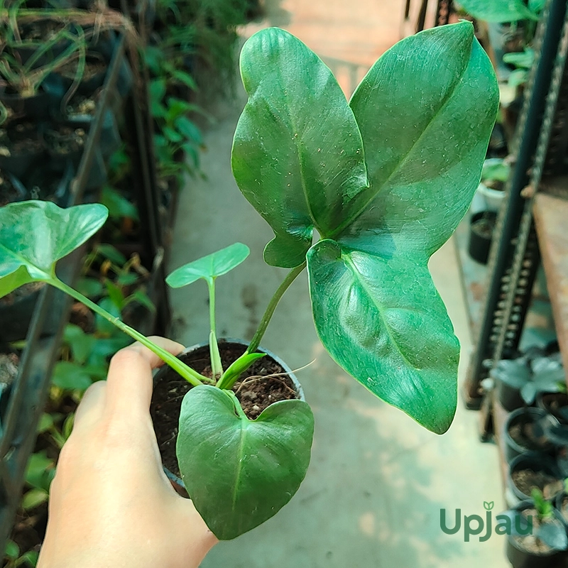 Philodendron Goeldii Plant - Image 2