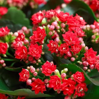 Buy Kalanchoe flowering succulent plant online India – Upjau