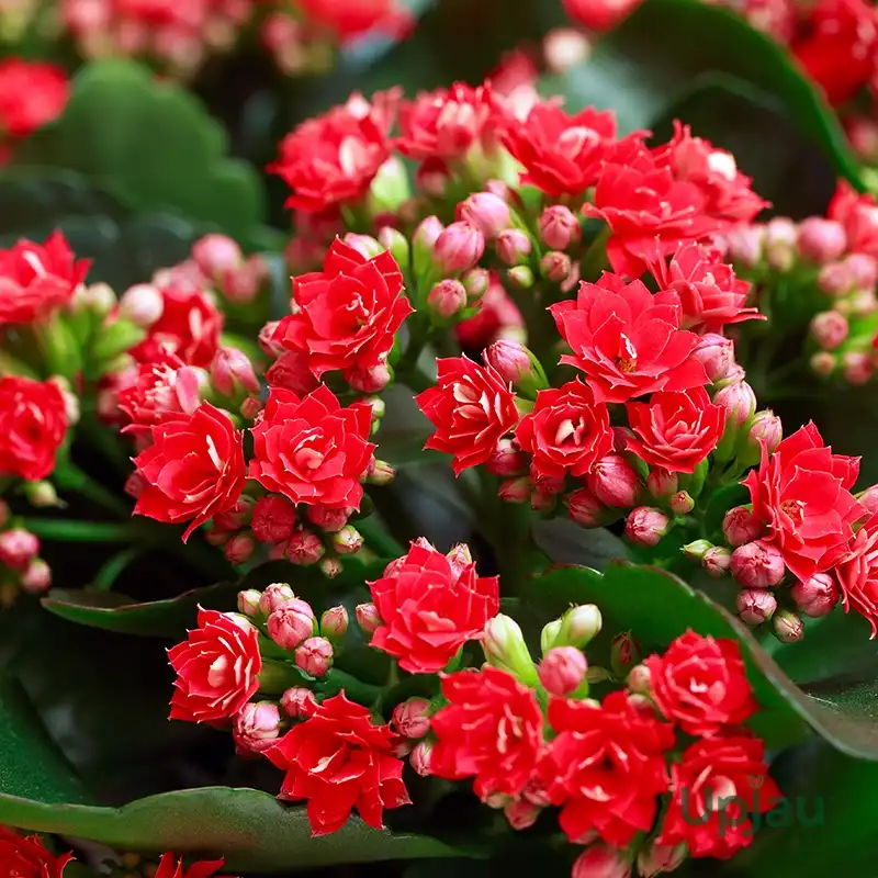 Buy Kalanchoe flowering succulent plant online India – Upjau