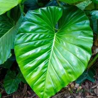 Philodendron Giganteum Plant