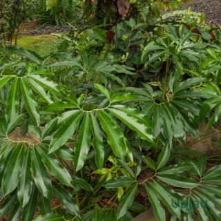 Philodendron Goeldii