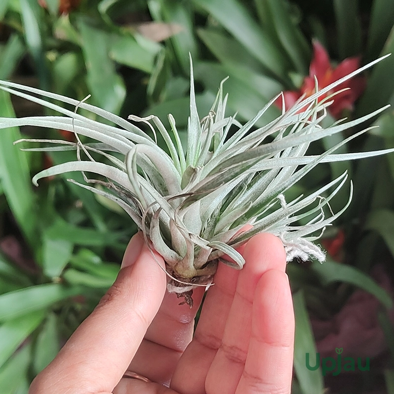 Tillandsia Air Plant - Image 3