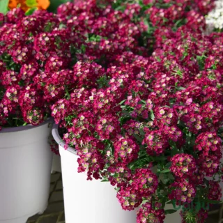 F1 Hybrid Sweet Alyssum Deep Rose Seeds or Wonderland Deep Rose Alyssum or Easter Bonnet Deep Rose Alyssum