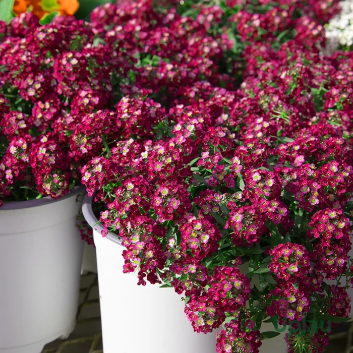 F1 Hybrid Sweet Alyssum Deep Rose Seeds or Wonderland Deep Rose Alyssum or Easter Bonnet Deep Rose Alyssum