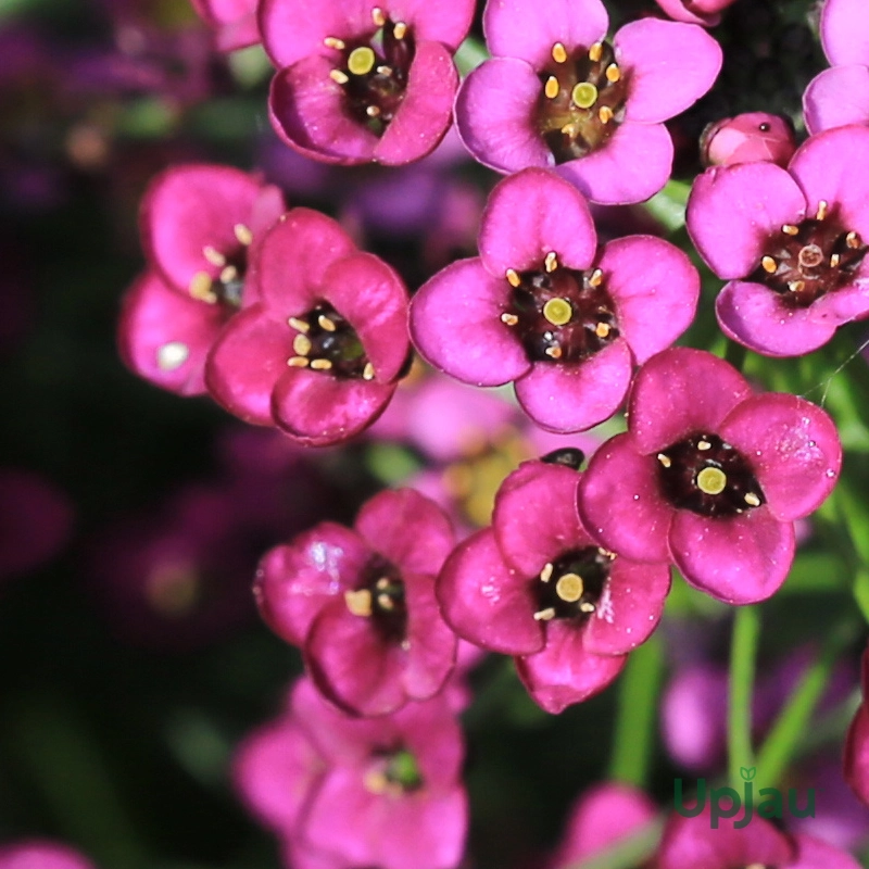 Alyssum Pink Seeds Hybrid F1 (50 Seeds) - Image 2
