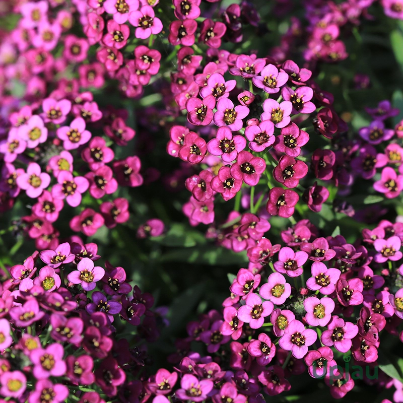 f1 hybrid pink alyssum seeds