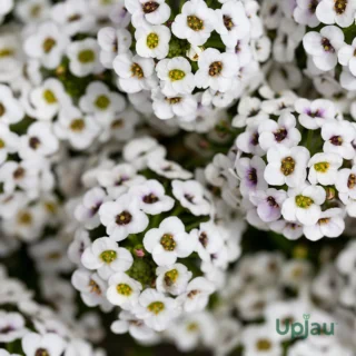 f1 hybrid white alyssum seeds