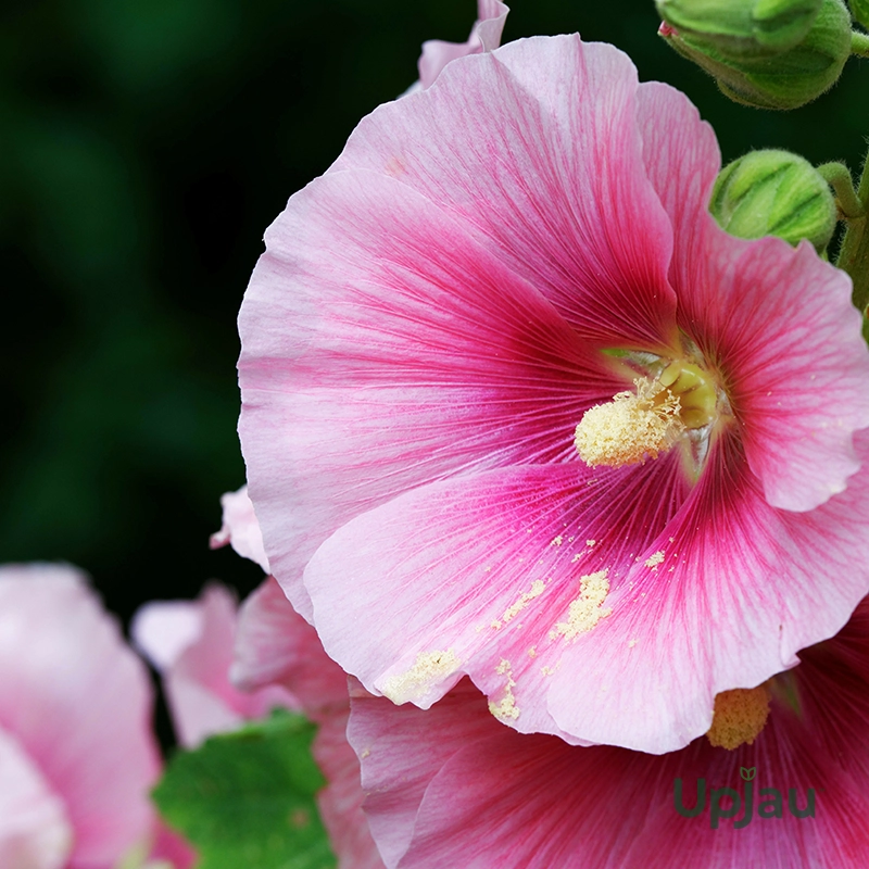 Hollyhock- Jack Seeds (50 Seeds) - Image 2