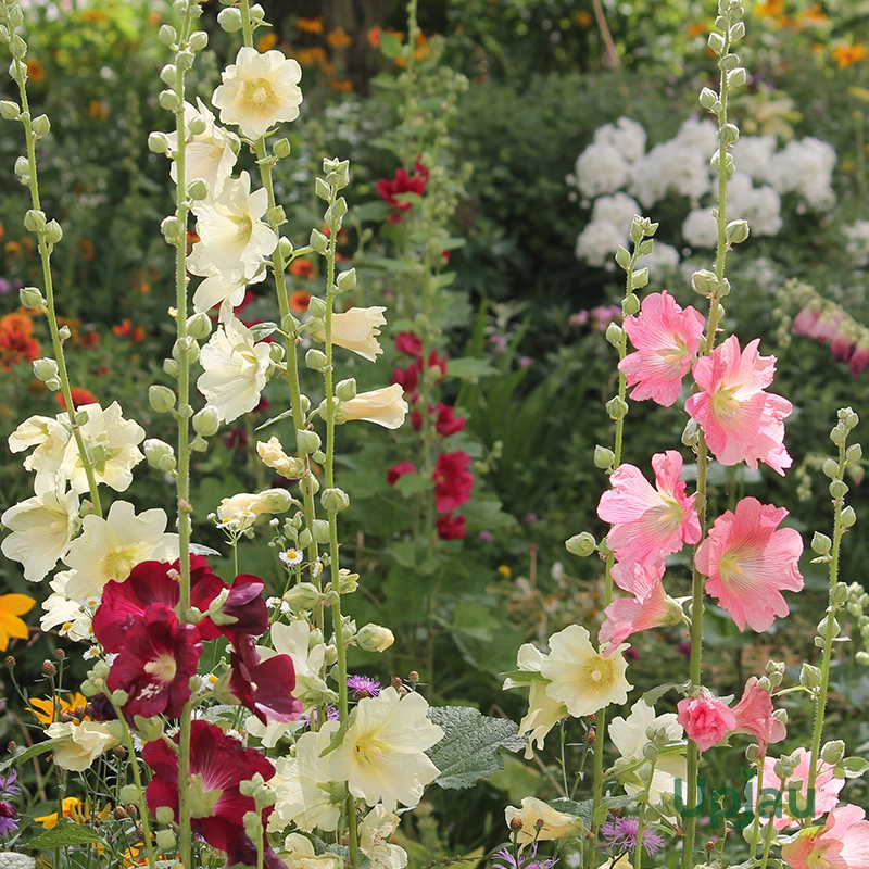 Hollyhock- Jack Seeds (50 Seeds) - Image 3