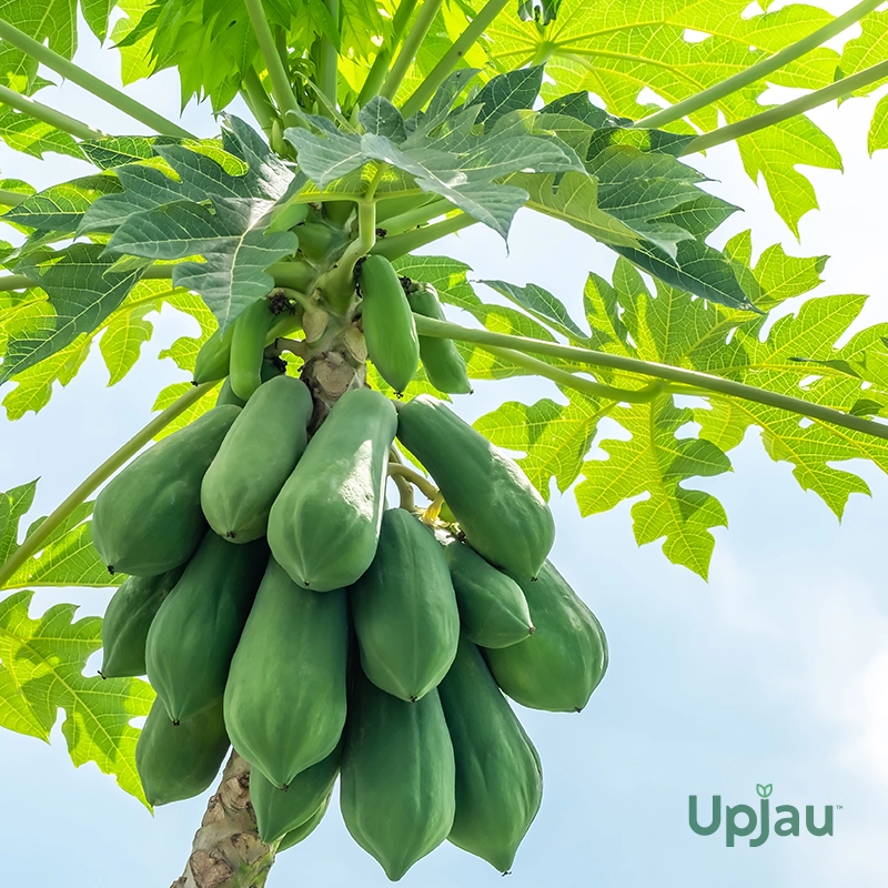 Red Lady Papaya / Taiwan Red Lady 786 Plant Sapling - Image 3