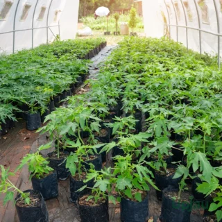 ed Lady Papaya Plant / Taiwan Red Lady 786 Papaya Sapling for Home Garden India