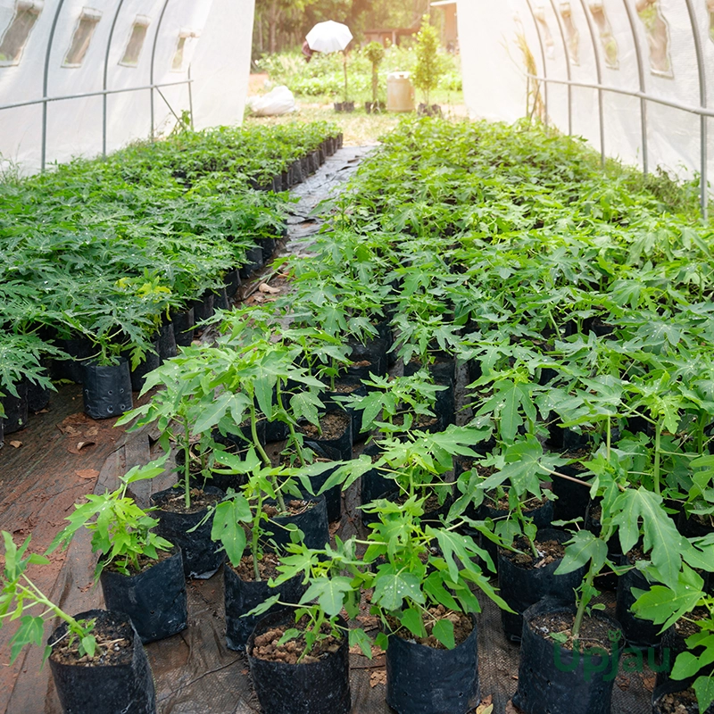 ed Lady Papaya Plant / Taiwan Red Lady 786 Papaya Sapling for Home Garden India