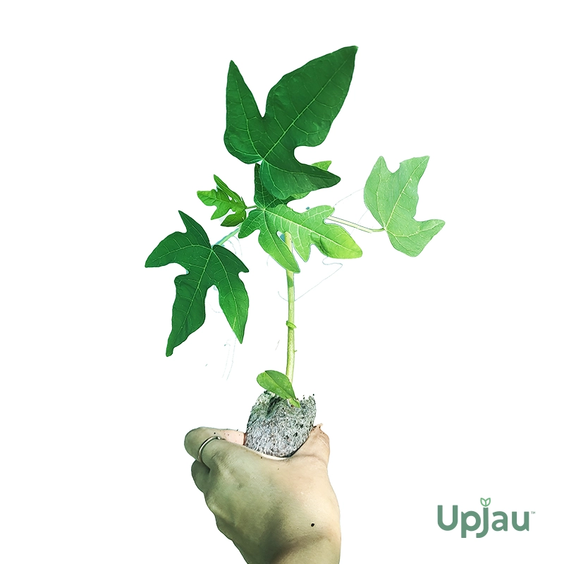 Red Lady Papaya / Taiwan Red Lady 786 Plant Sapling - Image 2