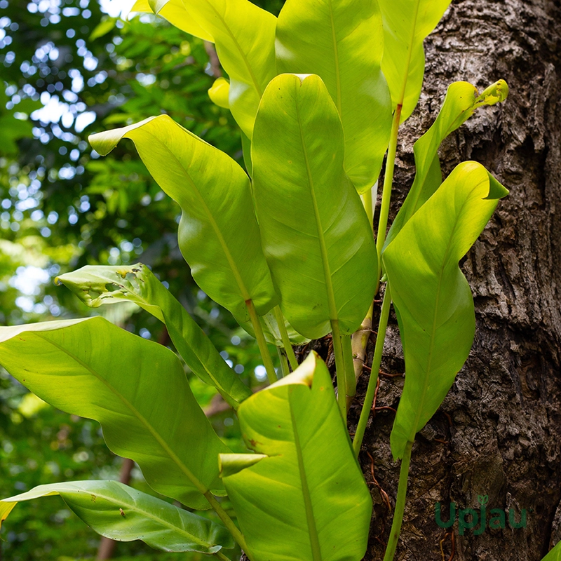 Golden Philodendron Plant - Image 2