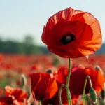 mixed poppy seeds