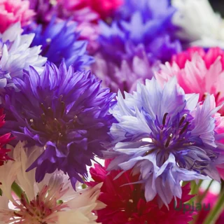 Cornflower-JEET Seeds (50 Seeds)