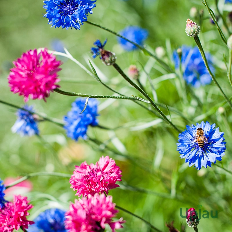 Cornflower-JEET Seeds (50 Seeds) - Image 2