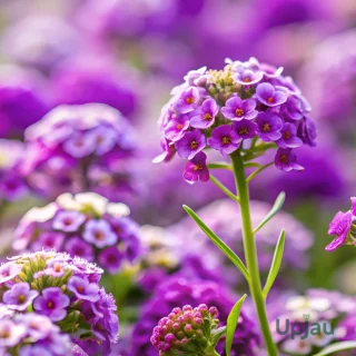Purple Alyssum Seeds / Lobularia Maritima Purple Seeds