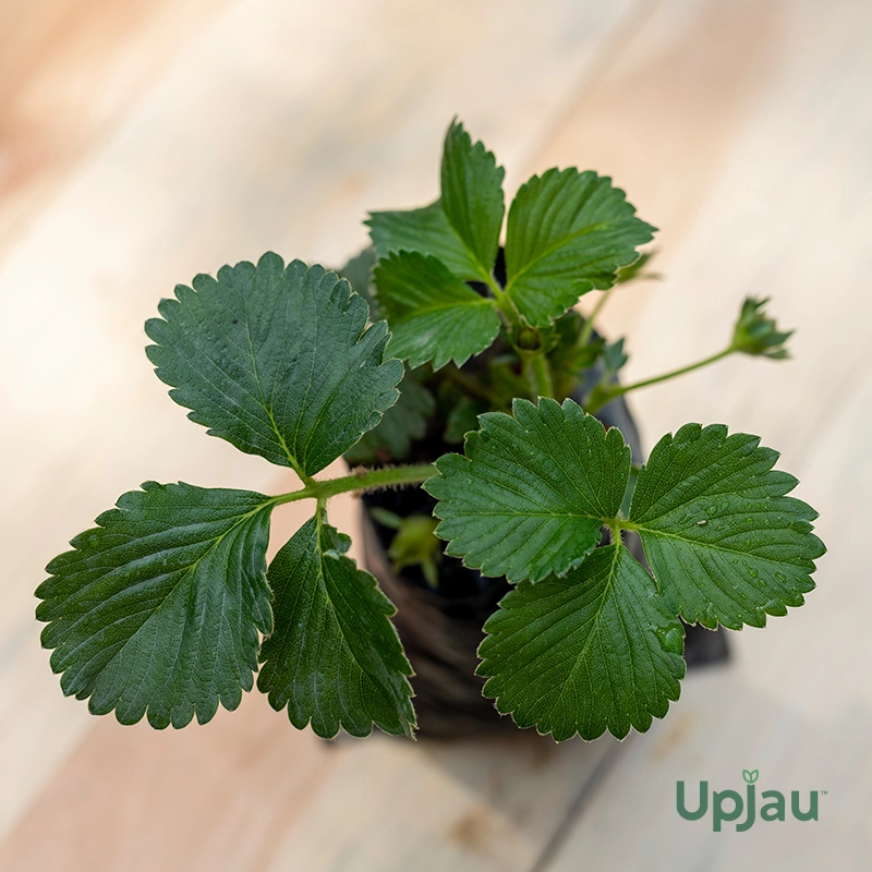 Strawberry Plant Sapling - Image 2