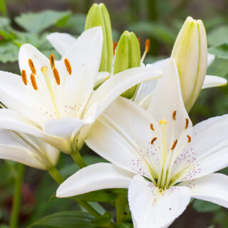 White Asiatic Lily