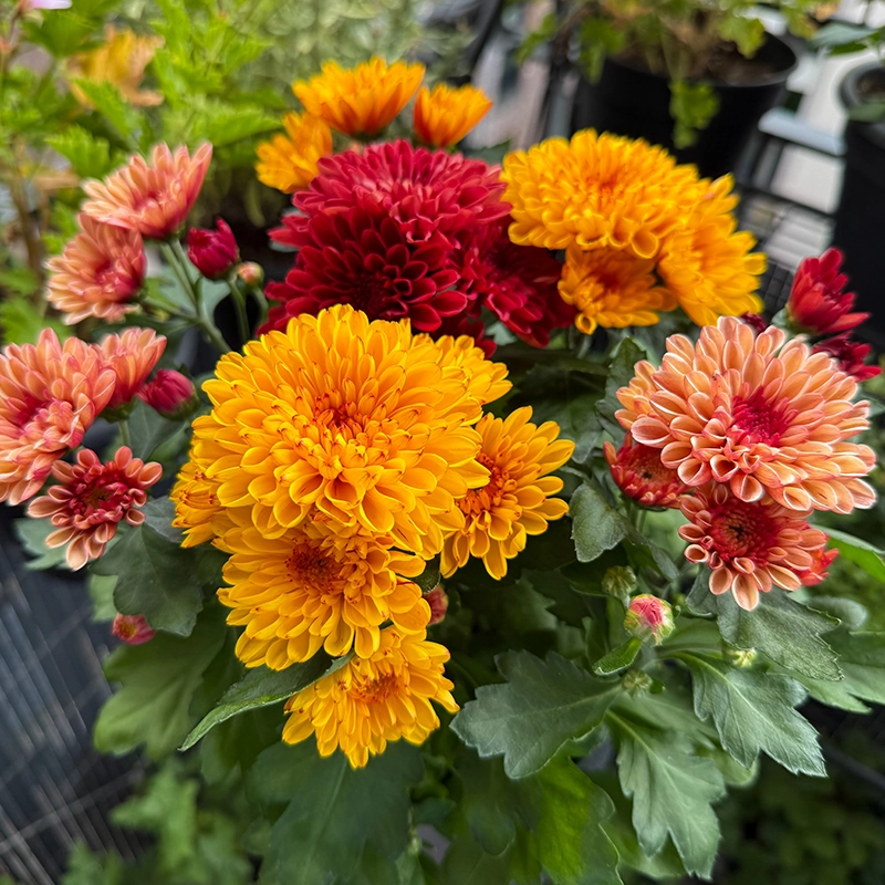 Chrysanthemum/ Guldavari/ Guldaudi Decorative (Choose Color)