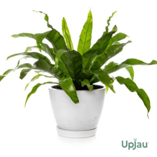 Anthurium Hookeri or Bird's Nest Anthurium