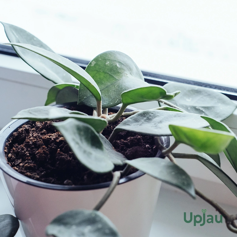 Hoya Green Carnosa Plant - Image 3