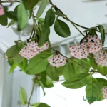Hoya Green Carnosa Plant The Hoya Green Plant, also known