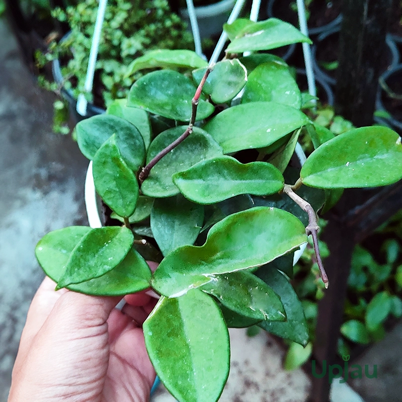 Hoya Green Carnosa Plant - Image 2