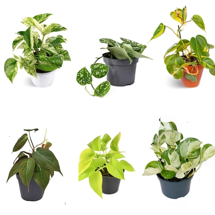 Money Plant / Pothos Combo of 6
