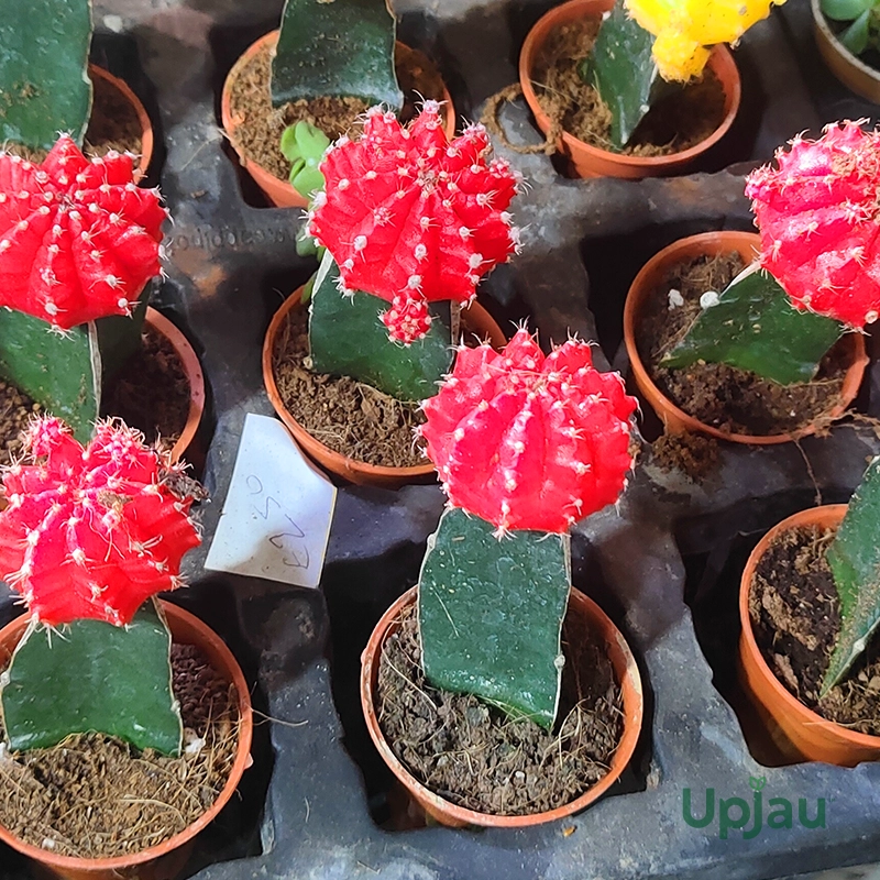 Red Moon Cactus Plant
