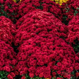 Red Multiflora Chrysanthemum or Guldaudi or Guldavari Flower Plant