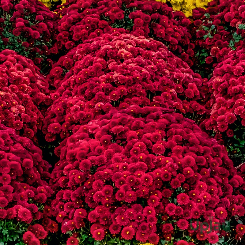 Red Multiflora Chrysanthemum or Guldaudi or Guldavari Flower Plant