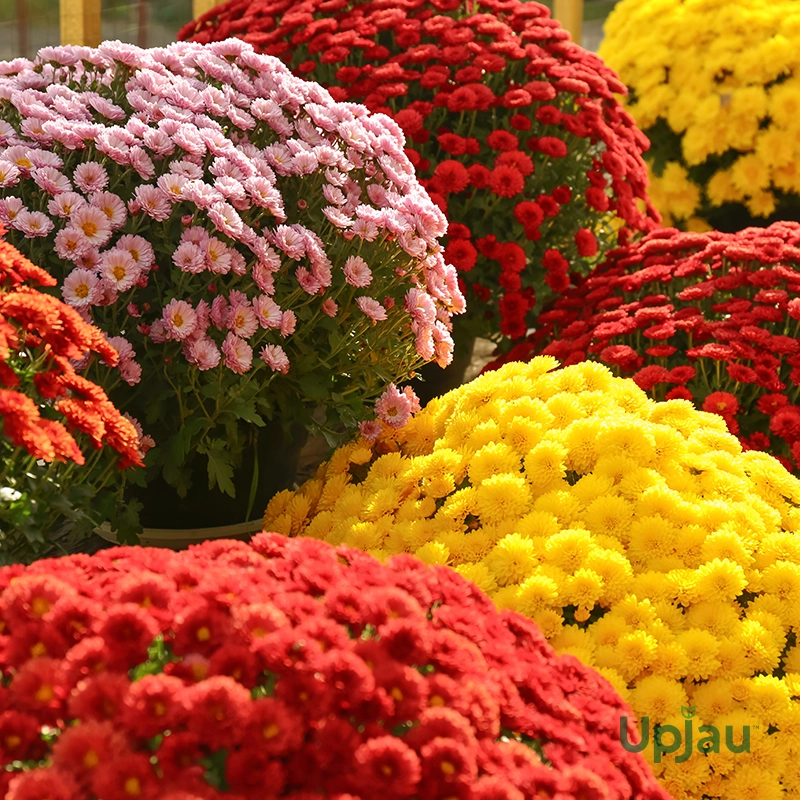 Guldavari/Chrysanthemum / Guldaudi Multiflora Plant Combo Sapling (8 pcs)